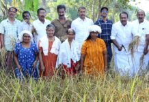 ചേലാമറ്റം പാടശേഖരസമിതിയുടെ നേതൃത്വതില് കൊയ്ത്തുത്സവം