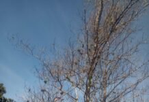 ജാതി മരങ്ങള്ക്ക് ഇലകൊഴിച്ചിലും കുമിള് രോഗവും. നടപടി എടുക്കാതെ കൃഷി വകുപ്പ്