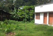 ജി.കെ. പിള്ള ലൈനില് തെരുവുനായ ശല്യം രൂക്ഷം