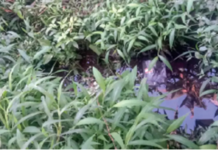 എൽദോസ് കുന്നപ്പിള്ളിക്കെതിരെ പ്രതിഷേധം ശക്തം