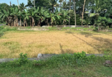 ത്രിവേണി ഞവുരി ചിറ കാടുപിടിച്ച് നശിക്കുന്നു