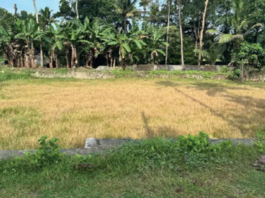 เดคเตเดฐเดฟเดตเตเดฃเดฟ เดเดตเตเดฐเดฟ เดเดฟเดฑ เดเดพเดเตเดชเดฟเดเดฟเดเตเดเต เดจเดถเดฟเดเตเดเตเดจเตเดจเตโ