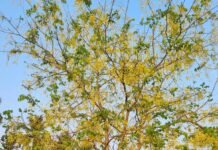 เดเดจเตเดจเดพเดฒเตเด เดเดฃเดฟเดเตเดเตเดพเดจเตเดจเตโฆ.. เดเดคเดฟเดคเตเดคเดฟเดฐเดฟ เดจเตเดฐเดคเตเดคเตเดฏเดฒเตเดฒเตโฆ